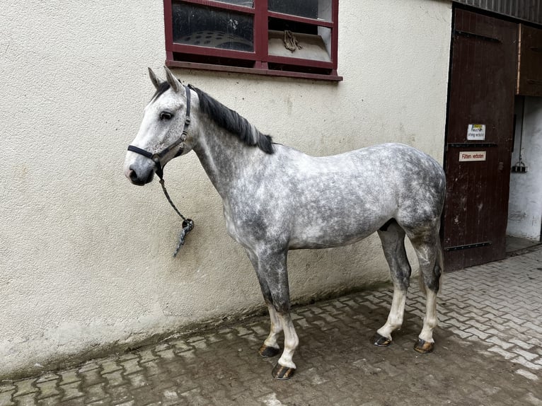 Sportivo Tedesco / Sportivo della Germania Castrone 6 Anni 169 cm Grigio in Weingarten