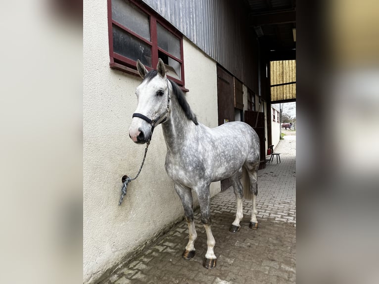 Sportivo Tedesco / Sportivo della Germania Castrone 6 Anni 169 cm Grigio in Weingarten