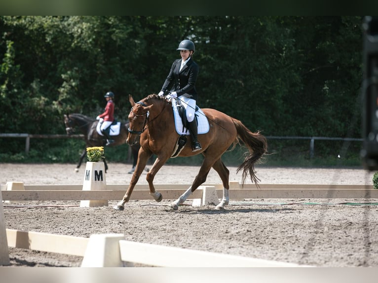 Sportivo Tedesco / Sportivo della Germania Castrone 6 Anni 169 cm Sauro in Viernheim