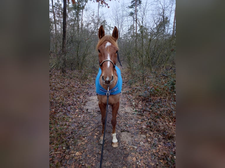Sportivo Tedesco / Sportivo della Germania Castrone 6 Anni 169 cm Sauro in Viernheim