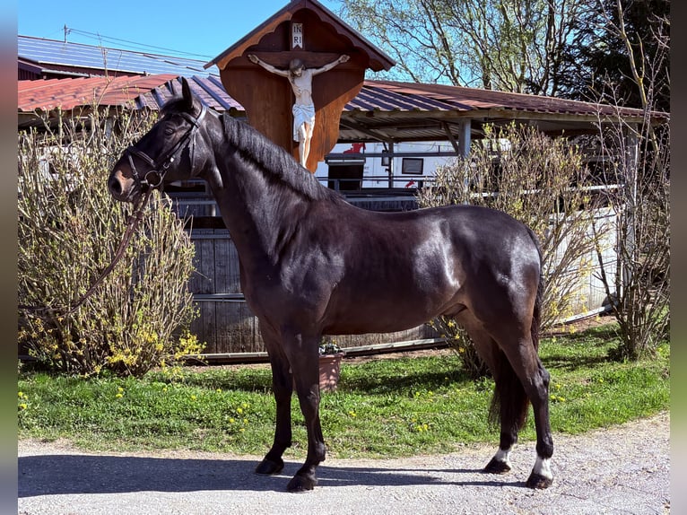 Sportivo Tedesco / Sportivo della Germania Castrone 6 Anni 170 cm Baio scuro in Schwäbisch Gmünd