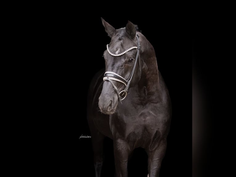 Sportivo Tedesco / Sportivo della Germania Castrone 6 Anni 170 cm Morello in Lehrberg