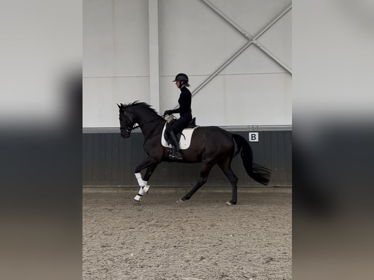 Sportivo Tedesco / Sportivo della Germania Castrone 6 Anni 170 cm Morello in Mönchengladbach