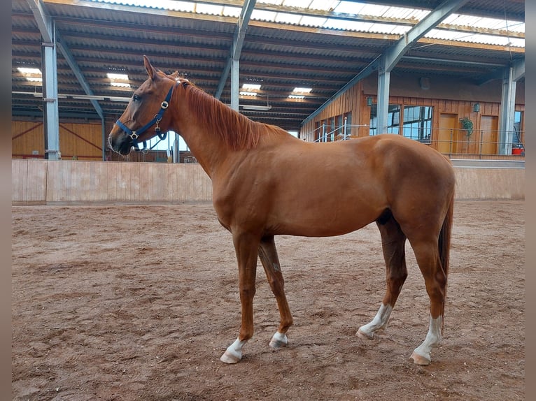 Sportivo Tedesco / Sportivo della Germania Castrone 6 Anni 170 cm Sauro in Weißendorf