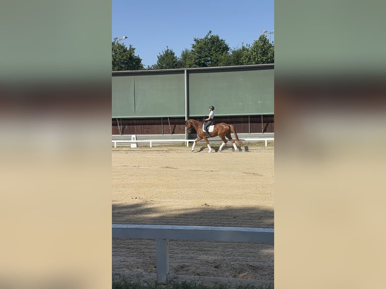 Sportivo Tedesco / Sportivo della Germania Castrone 6 Anni 170 cm Sauro in Altenstadt