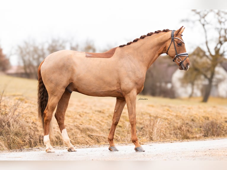 Sportivo Tedesco / Sportivo della Germania Castrone 6 Anni 170 cm Sauro in Lehrberg
