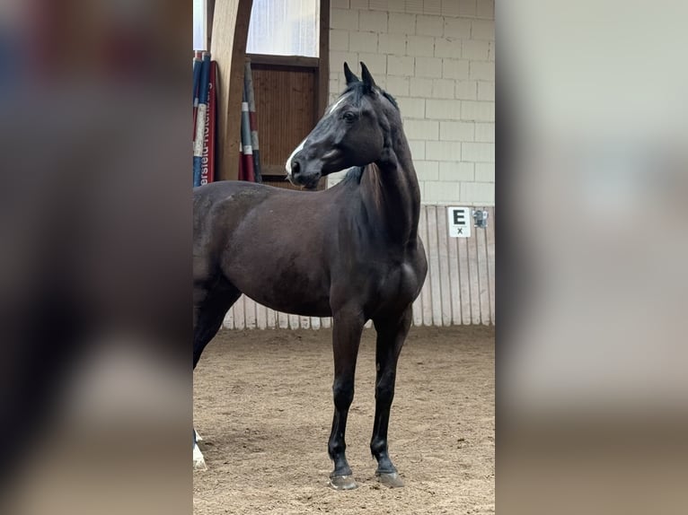 Sportivo Tedesco / Sportivo della Germania Castrone 6 Anni 172 cm Baio scuro in Schenklengsfeld