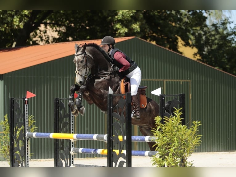 Sportivo Tedesco / Sportivo della Germania Castrone 6 Anni 172 cm Grigio in Steinabrückl