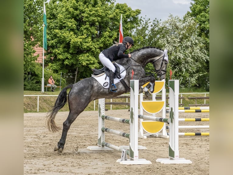Sportivo Tedesco / Sportivo della Germania Castrone 6 Anni 172 cm Grigio in Stolpen