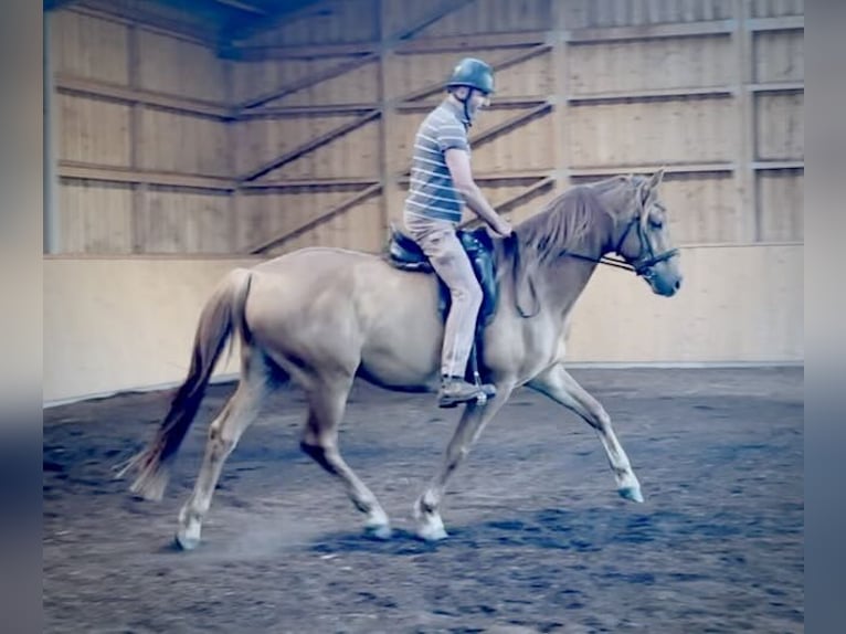 Sportivo Tedesco / Sportivo della Germania Castrone 6 Anni 172 cm Sauro in Liebenwalde