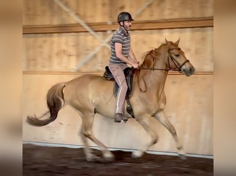 Sportivo Tedesco / Sportivo della Germania Castrone 6 Anni 172 cm Sauro in Liebenwalde