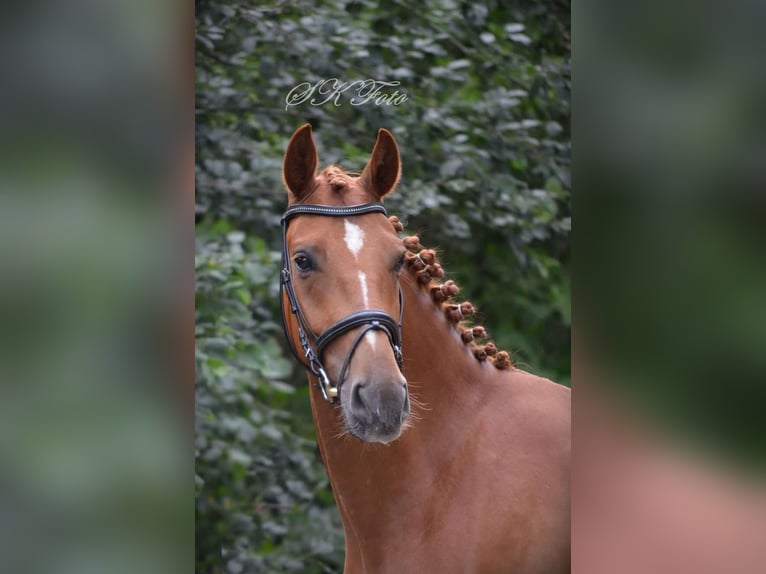 Sportivo Tedesco / Sportivo della Germania Castrone 6 Anni 172 cm Sauro in Pritzwalk