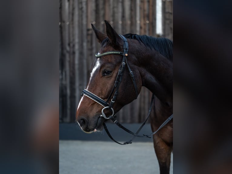 Sportivo Tedesco / Sportivo della Germania Castrone 6 Anni 173 cm Baio in Plauen OT Oberlosa