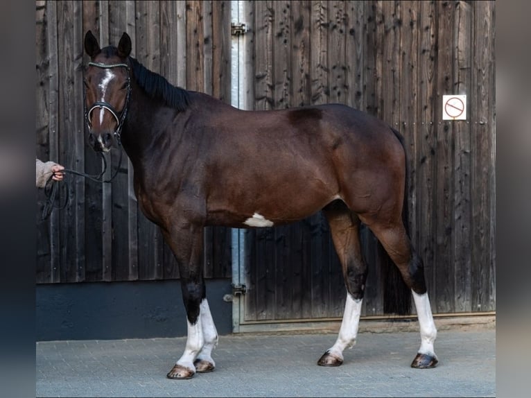 Sportivo Tedesco / Sportivo della Germania Castrone 6 Anni 173 cm Baio in Plauen OT Oberlosa