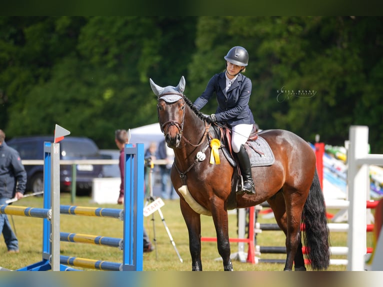 Sportivo Tedesco / Sportivo della Germania Castrone 6 Anni 173 cm Baio scuro in Polzow