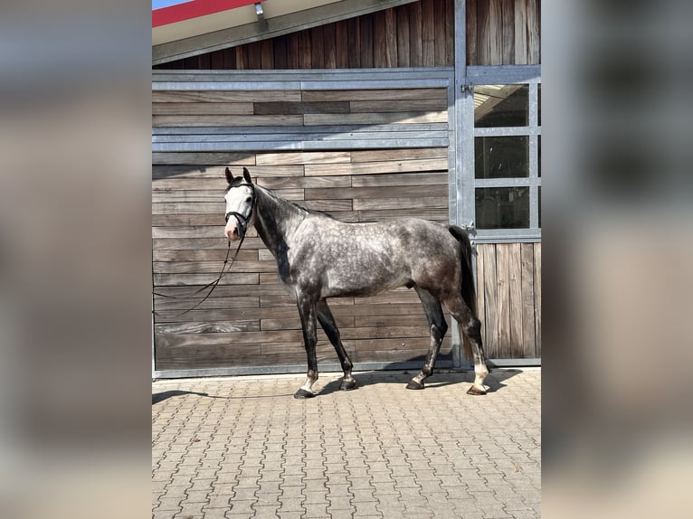 Sportivo Tedesco / Sportivo della Germania Castrone 6 Anni 173 cm Grigio in Leipzig