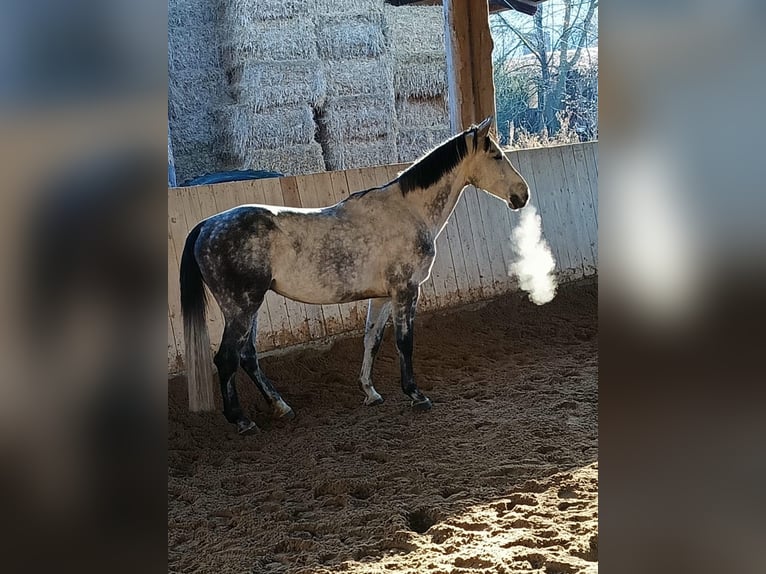 Sportivo Tedesco / Sportivo della Germania Castrone 6 Anni 173 cm Grigio in Ammerbuch
