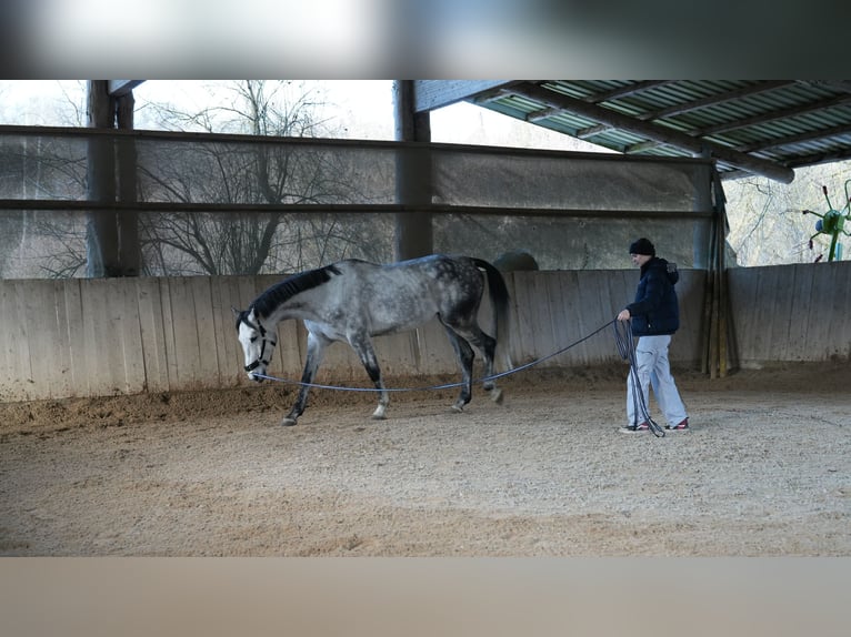 Sportivo Tedesco / Sportivo della Germania Castrone 6 Anni 173 cm Grigio in Ammerbuch