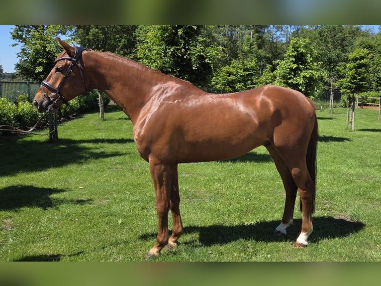 Sportivo Tedesco / Sportivo della Germania Castrone 6 Anni 173 cm Sauro in Biblis