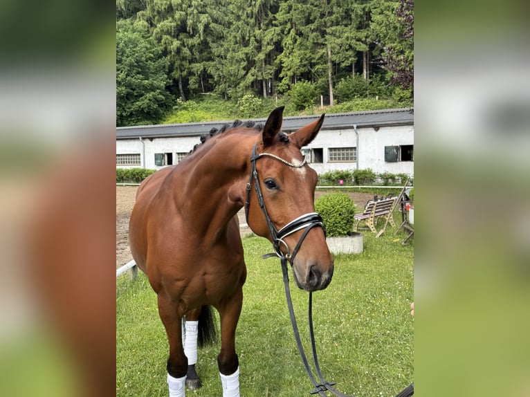 Sportivo Tedesco / Sportivo della Germania Castrone 6 Anni 174 cm Baio in Schierensee