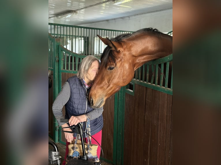 Sportivo Tedesco / Sportivo della Germania Castrone 6 Anni 174 cm Baio in Lindenkreuz