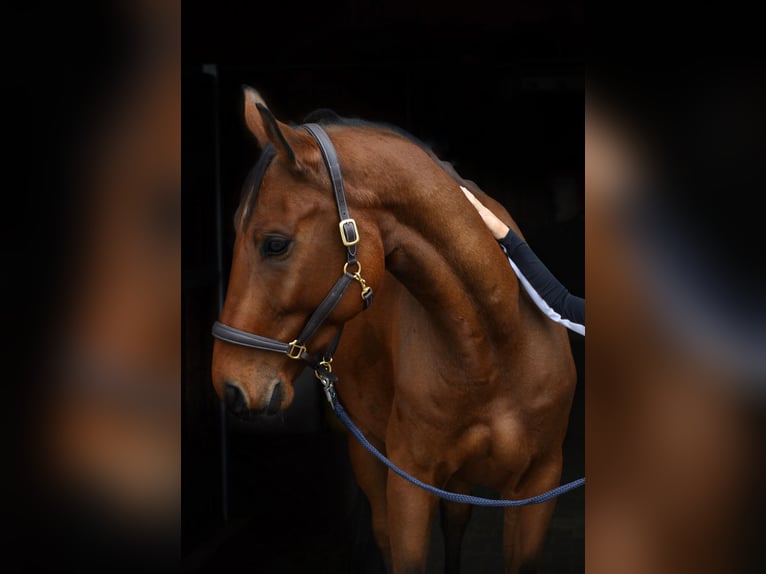 Sportivo Tedesco / Sportivo della Germania Castrone 6 Anni 174 cm Baio in Ellwangen (Jagst)