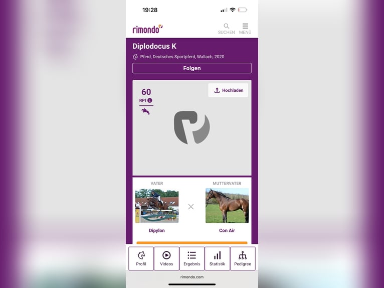 Sportivo Tedesco / Sportivo della Germania Castrone 6 Anni 174 cm Baio in Leisnig