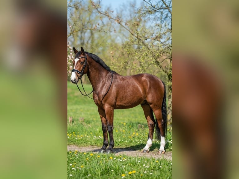 Sportivo Tedesco / Sportivo della Germania Castrone 6 Anni 175 cm Baio ciliegia in Kecskemét