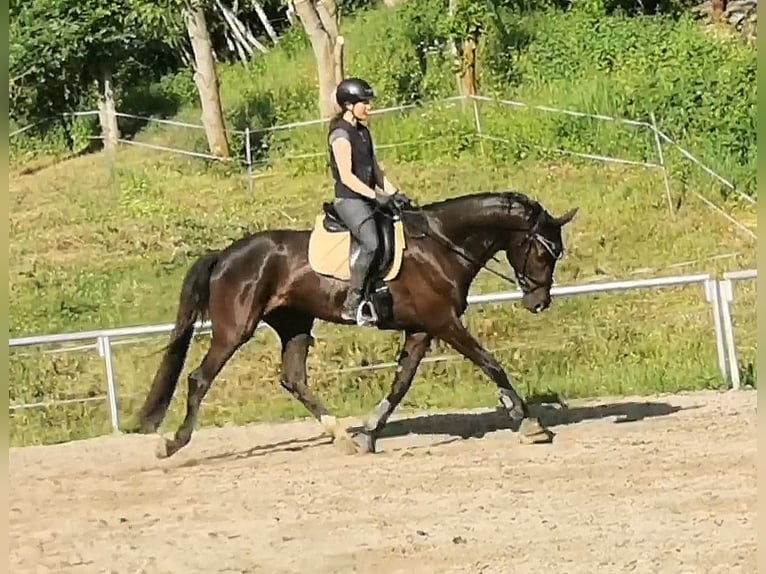 Sportivo Tedesco / Sportivo della Germania Castrone 6 Anni 175 cm Morello in Grimma