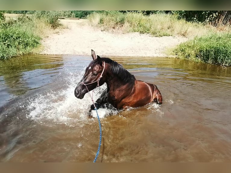 Sportivo Tedesco / Sportivo della Germania Castrone 6 Anni 175 cm Morello in Grimma