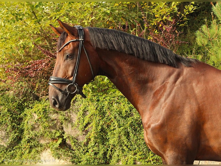 Sportivo Tedesco / Sportivo della Germania Castrone 6 Anni 175 cm Sauro scuro in Usingen