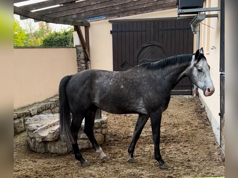 Sportivo Tedesco / Sportivo della Germania Castrone 6 Anni 177 cm Grigio in Weimar