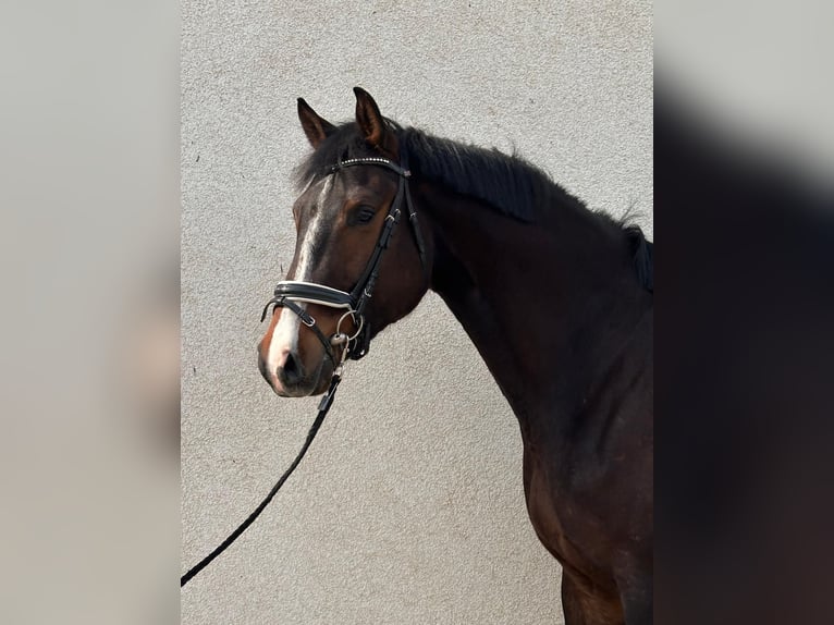 Sportivo Tedesco / Sportivo della Germania Castrone 6 Anni 180 cm Baio in Dahme/Mark