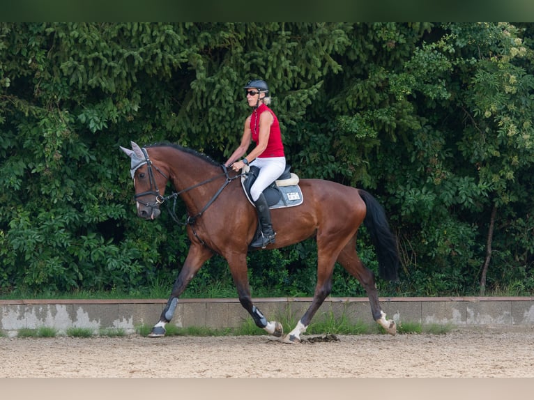 Sportivo Tedesco / Sportivo della Germania Castrone 6 Anni 180 cm Baio in Nassenfels