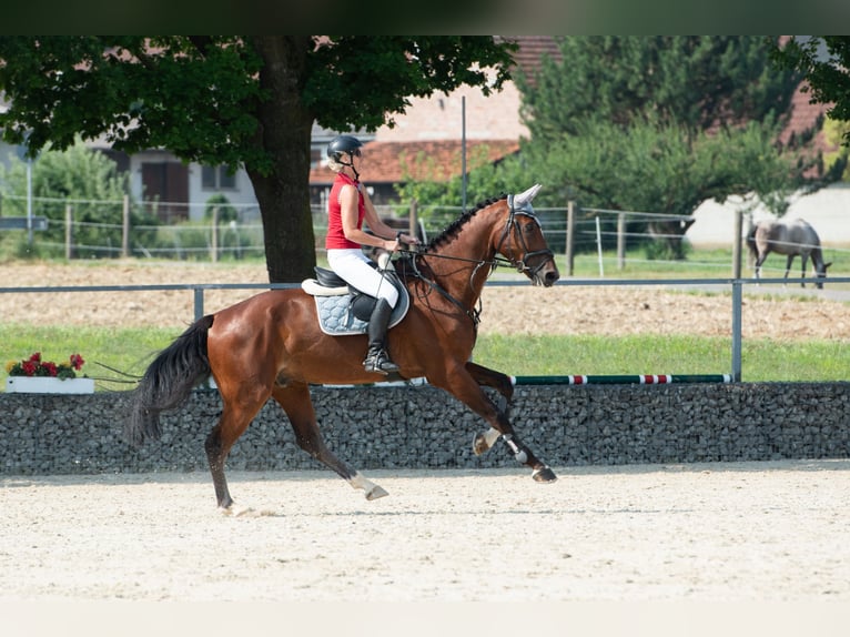 Sportivo Tedesco / Sportivo della Germania Castrone 6 Anni 180 cm Baio in Nassenfels