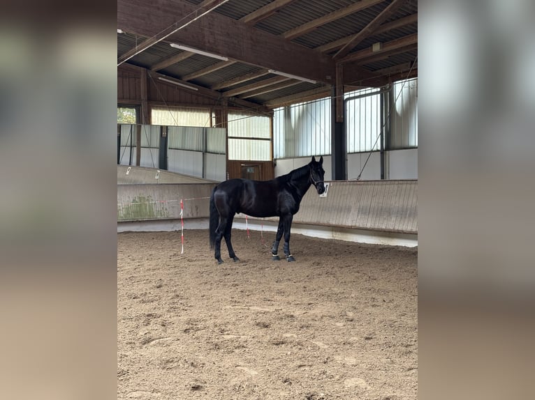 Sportivo Tedesco / Sportivo della Germania Castrone 6 Anni 180 cm in Ludwigsburg