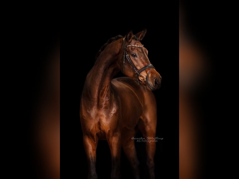 Sportivo Tedesco / Sportivo della Germania Castrone 6 Anni 184 cm Baio in Herrenberg