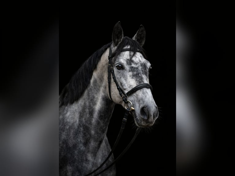 Sportivo Tedesco / Sportivo della Germania Mix Castrone 7 Anni 148 cm Grigio pezzato in Haltern am See