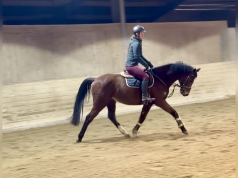 Sportivo Tedesco / Sportivo della Germania Castrone 7 Anni 160 cm Baio in Pelmberg