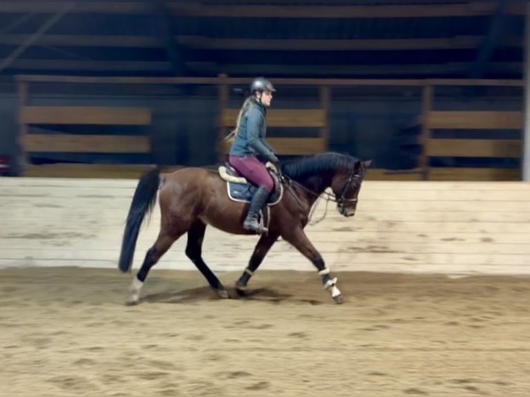 Sportivo Tedesco / Sportivo della Germania Castrone 7 Anni 160 cm Baio in Pelmberg