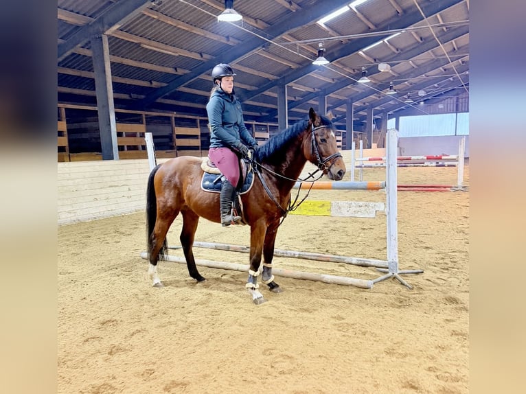 Sportivo Tedesco / Sportivo della Germania Castrone 7 Anni 160 cm Baio in Pelmberg