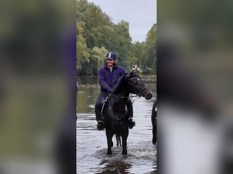 Sportivo Tedesco / Sportivo della Germania Castrone 7 Anni 160 cm Baio scuro in Neustadt am Rübenberge