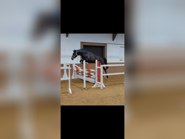 Sportivo Tedesco / Sportivo della Germania Castrone 7 Anni 160 cm Baio scuro in Neustadt am Rübenberge