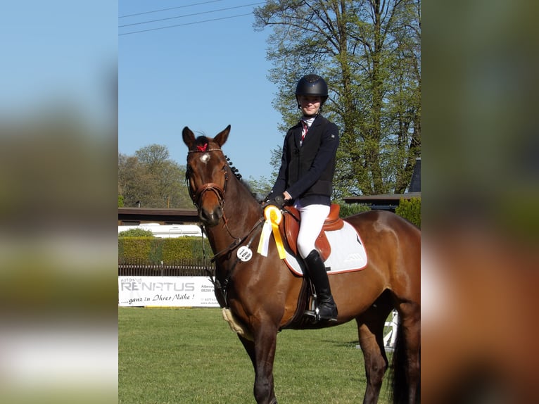 Sportivo Tedesco / Sportivo della Germania Castrone 7 Anni 162 cm Baio in Lichtenau