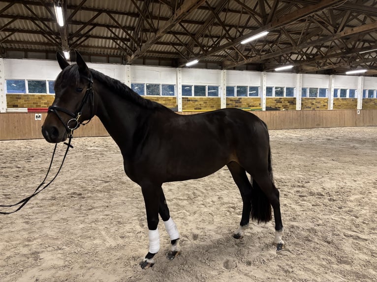 Sportivo Tedesco / Sportivo della Germania Castrone 7 Anni 162 cm Baio nero in Dahme/Mark