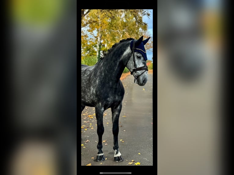 Sportivo Tedesco / Sportivo della Germania Castrone 7 Anni 162 cm Grigio in Kirchlengern