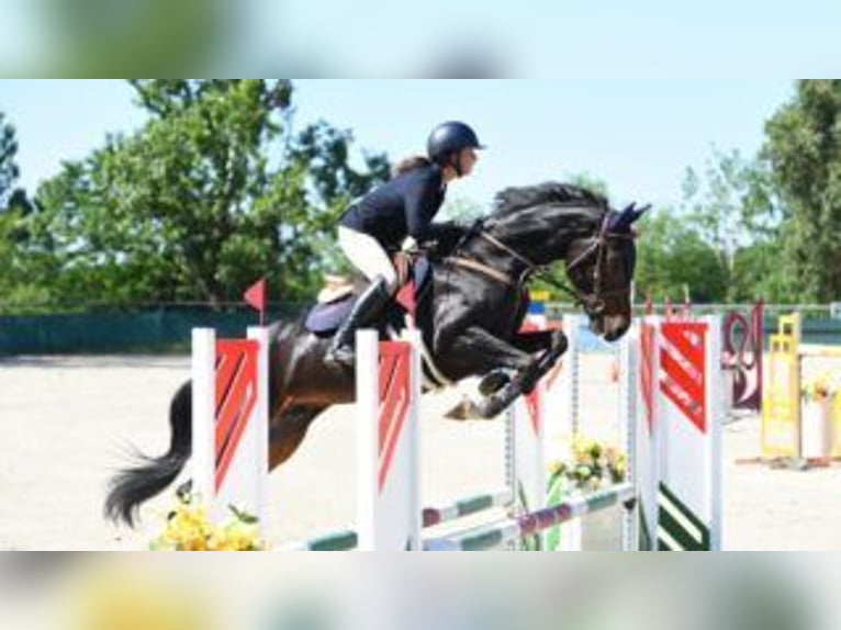 Sportivo Tedesco / Sportivo della Germania Castrone 7 Anni 164 cm Baio scuro in Szigethalom