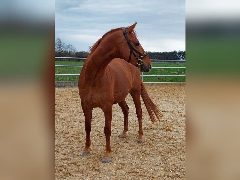 Sportivo Tedesco / Sportivo della Germania Castrone 7 Anni 165 cm Sauro scuro in Karlsfeld
