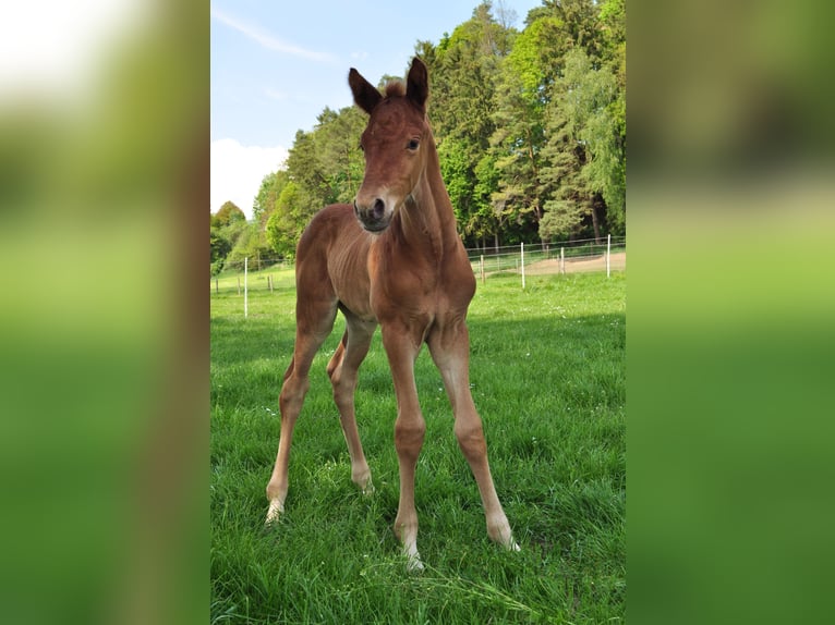 Sportivo Tedesco / Sportivo della Germania Castrone 7 Anni 165 cm Sauro scuro in Karlsfeld