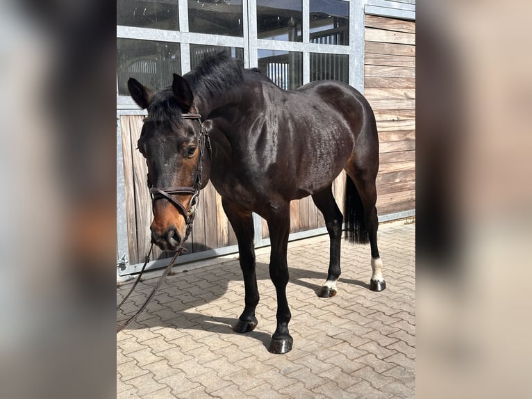 Sportivo Tedesco / Sportivo della Germania Castrone 7 Anni 166 cm Baio in Leipzig